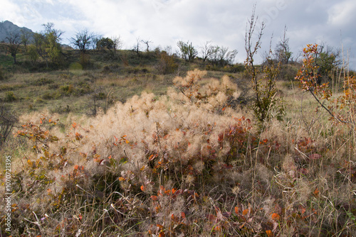 Autumn scumpia with flowers in the form of yellow panicles. In the distance there are hills with withered grass.