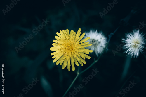 A close up of yellow and white fluffy Hawksbeard flowers on a meadow