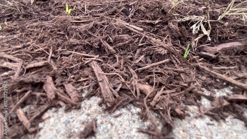 Fire ants on Dirt Mound in Austin, Texas filmed 11/11/2024 photo