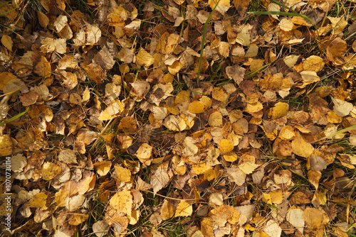 texture of autumn foliage on the ground, topview