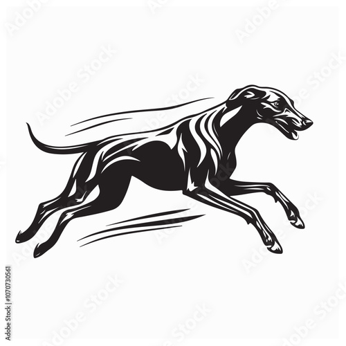 Greyhound Dog Racing. Illustration Greyhound Dog Racing Running image Vector isolated on white background.
