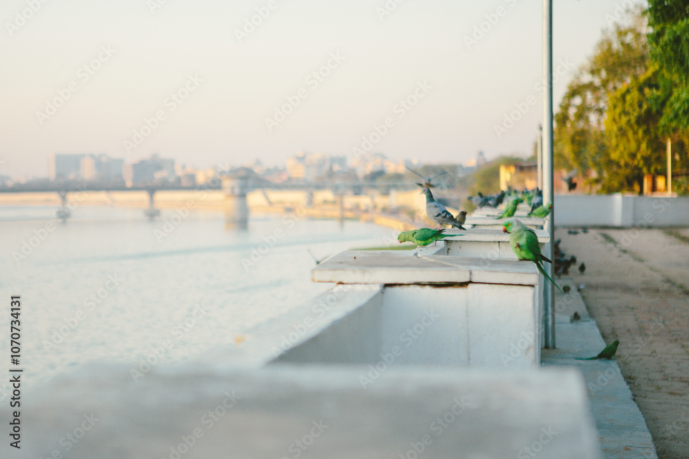 Fototapeta premium The rose-ringed parakeet (Psittacula krameri) is a green parrot that is commonly found in Ahmedabad. The photo has Sabarmati river in the background
