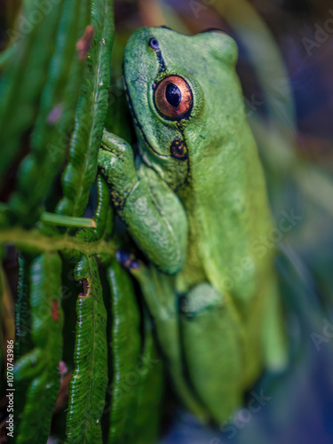 Macro photography of a green dotted treefrog resting on a fern frond at the edge of a pond, in a farm in the eastern Andean mountains of central Colombia. photo