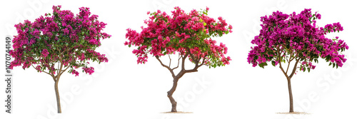 Set of Bougainvillea Flower Tree isolated on a transparent background