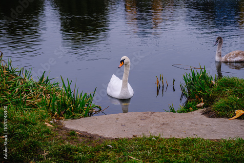 swan on the lake