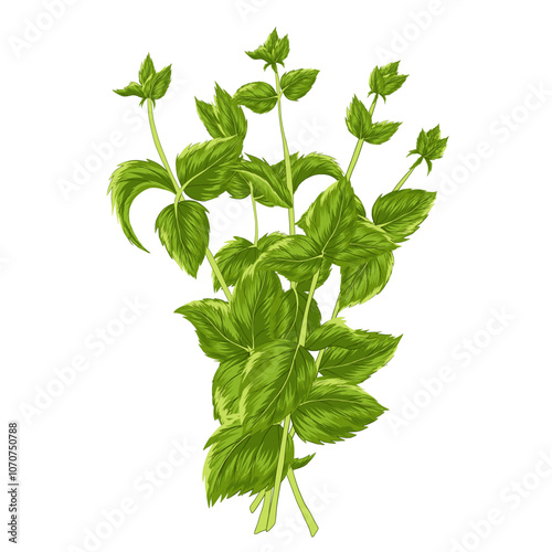 Spearmint bundle on white background. Vector herbal element for advertising, packaging design, greeting card and fashion design. Herbal tea supplement. Medical plant and spicy herb