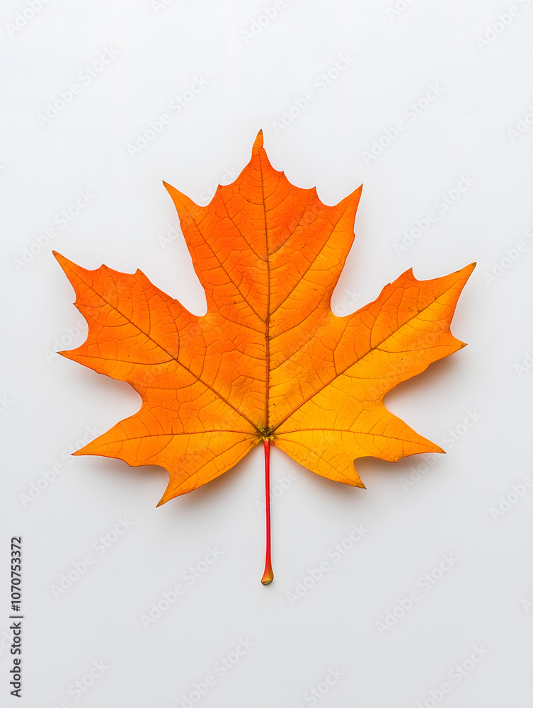 Yellow Maple Leaf isolated on white background Yellow Maple Leaf isolated on white background
