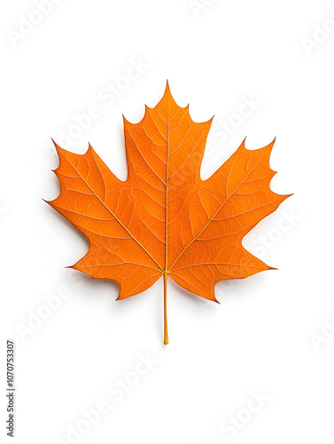 Maple Leaf isolated on white background