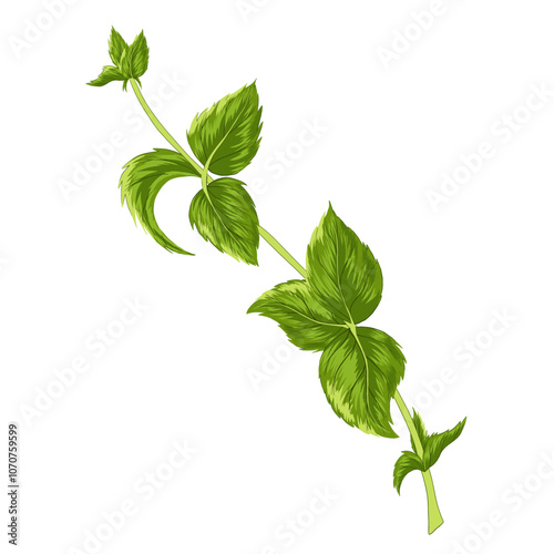 Mint leaves on a stem on white background. Vector herbal element for advertising, packaging design, greeting card and fashion design. Herbal tea supplement. Medical plant and spicy herb