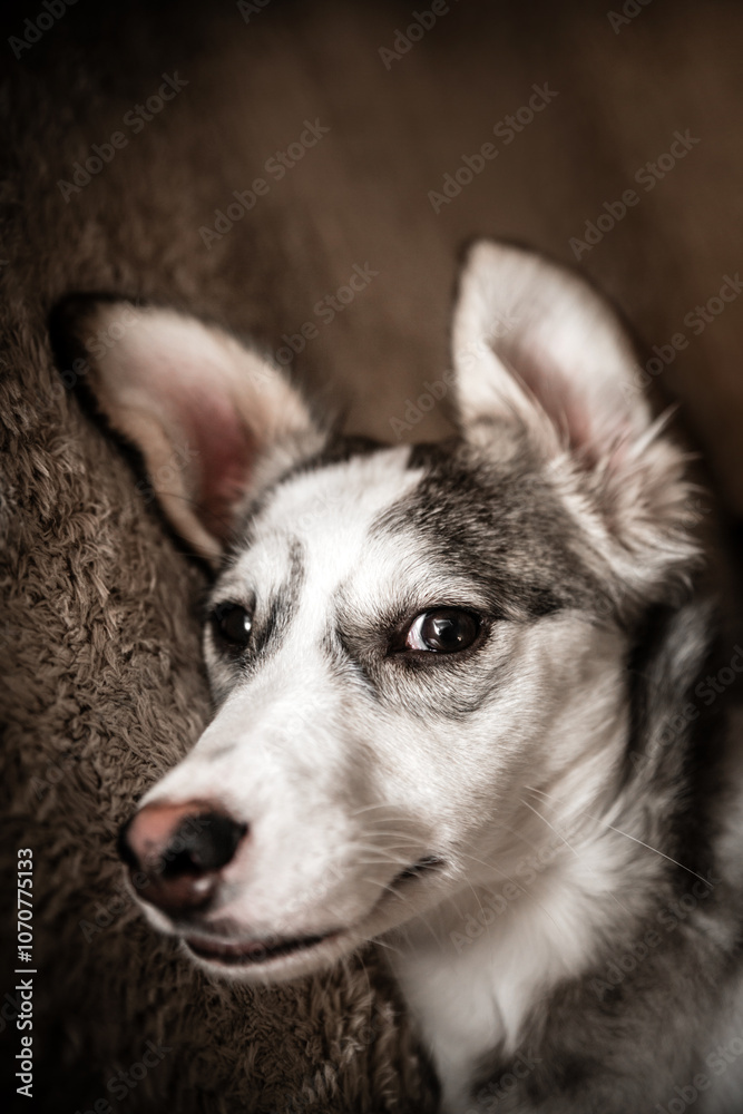 Fototapeta premium Cute mixed breed dog relaxing on carpet