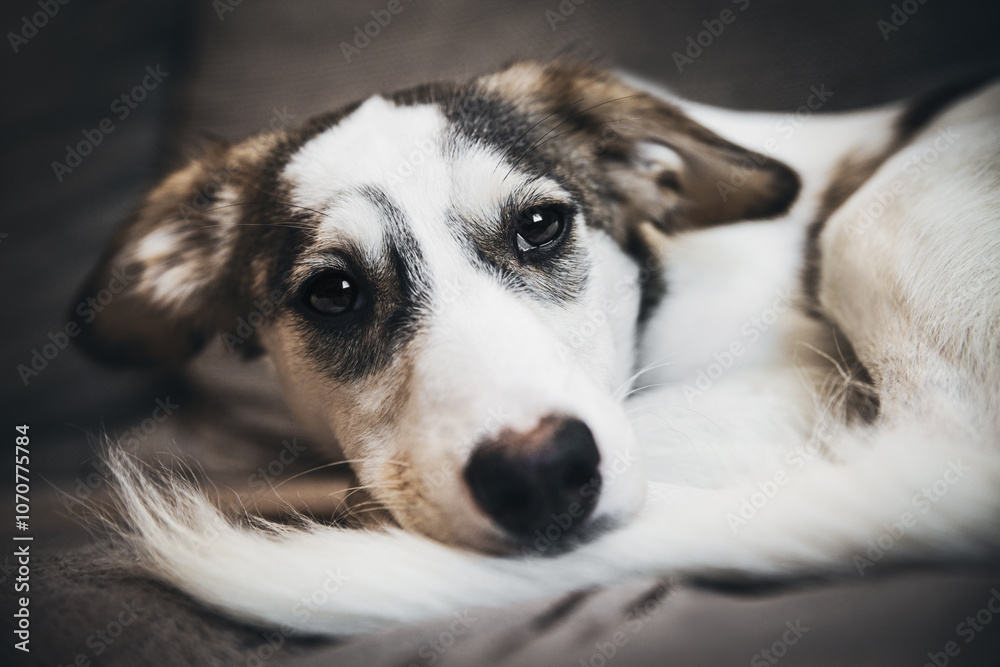 Cute mixed breed dog relaxing on bed Cute mixed breed dog relaxing on bed