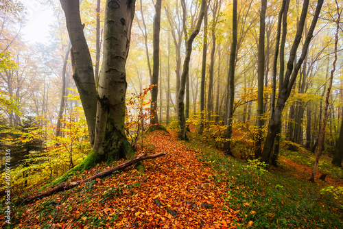 Fototapeta Naklejka Na Ścianę i Meble -  Autumn beech forest