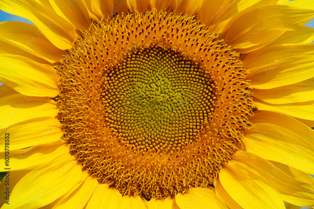Field of beautiful yellow sunflowers Field of beautiful yellow sunflowers