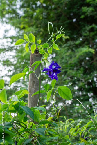 Butterfly Pea Blossom After the Rain