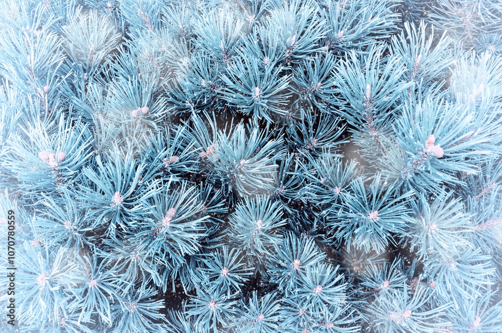 Winter Christmas tree background. Winter pine tree branches under falling snowflakes, closeup winter nature Winter Christmas tree background. Winter pine tree branches under falling snowflakes, closeup winter nature