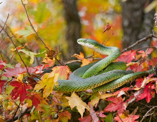 Mitten im Herbst photo