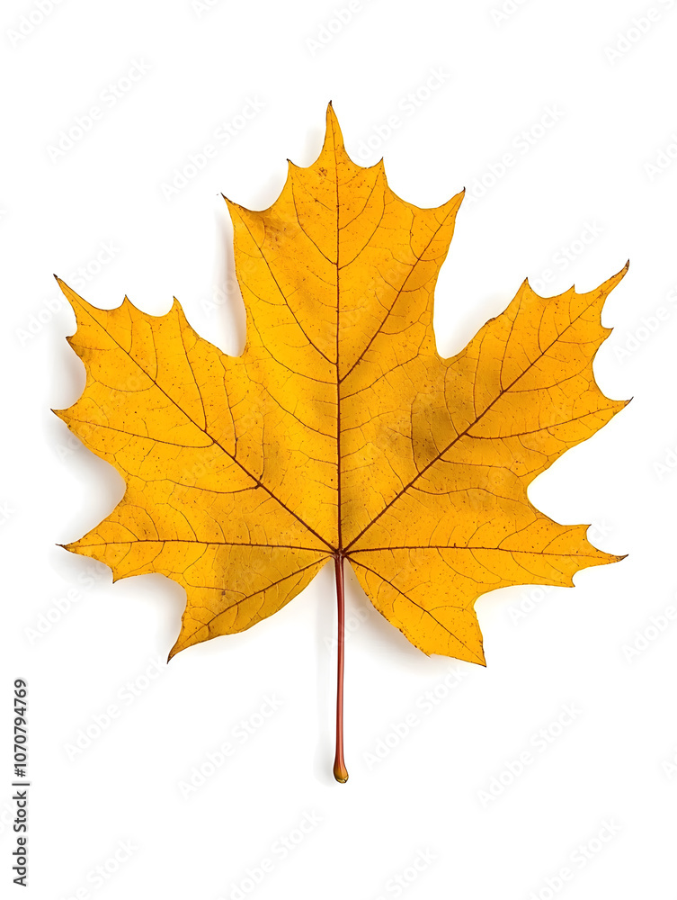 Yellow Maple Leaf isolated on white background Yellow Maple Leaf isolated on white background