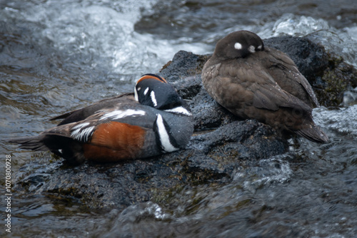 harlequin ducks photo