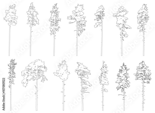 Contour of tall coniferous trees, set of beautiful pine trees. Vector illustration.