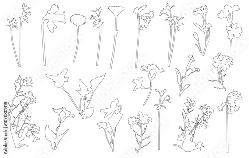 Contour of different flowers (daffodil, daisy and etc.), different wild plants. Set, vector illustration