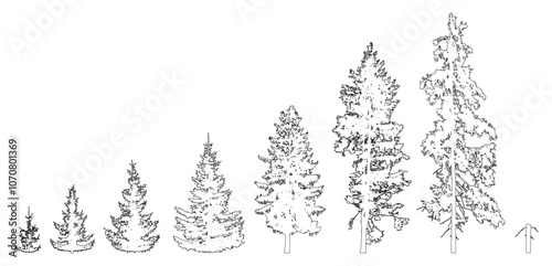 Life process of growing fir tree from low tree to stump, contour. Growth spruce tree. Vector illustration