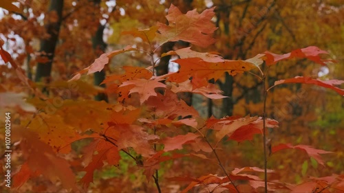 autumn leaves on the wond photo