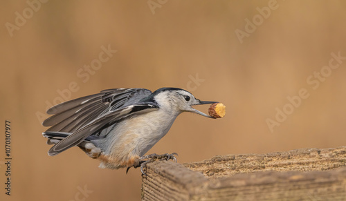 Foto Nuthatch At The Feeder