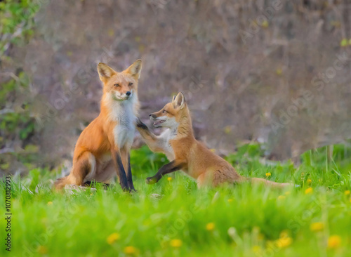 Fox Pup Touches Dad