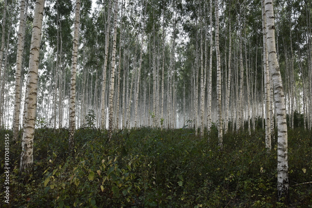Obraz premium Romantic birch forest in summer