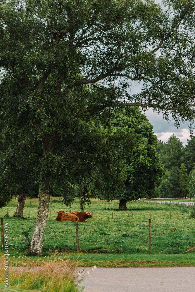 Brown Scottish Highland Cows grazing in the field Brown Scottish Highland Cows grazing in the field