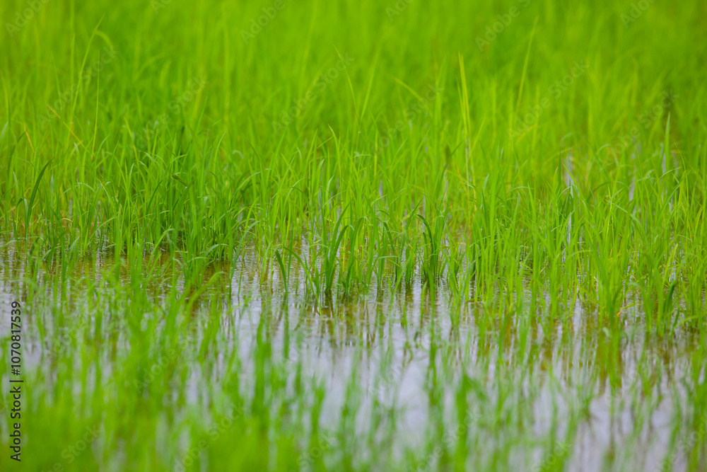 Obraz premium Young rice plants sprout in a lush, vibrant green paddy, reflecting beautifully on the water’s surface. The image captures the tranquility of early growth in a flooded field,