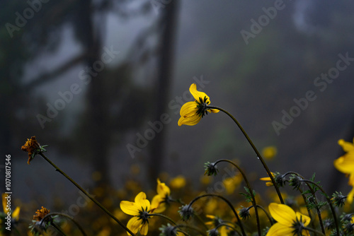 Flores Amarillas en la Niebla de la Montaña photo