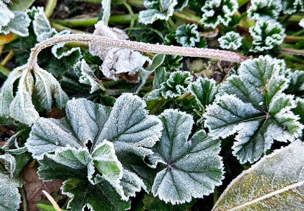 Crystals of rime ice on green plants. Natural background with hoarfrost on the grass,frosty winter morning, natural light. Crystals of rime ice on green plants. Natural background with hoarfrost on the grass,frosty winter morning, natural light.