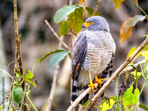 A common buzzard (Rupornis magnirostris) in the Anamá region. photo