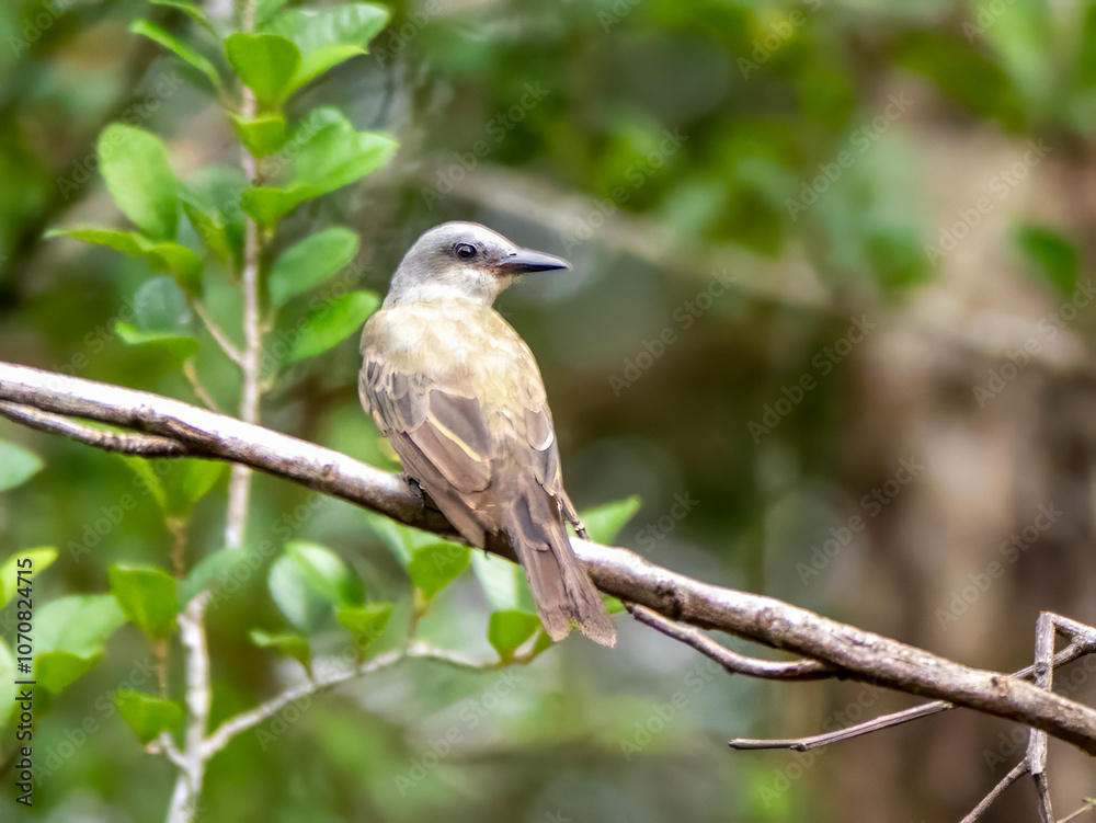 A mourning king tyrant (Tyrannus melancholicus) in the Anamá region. A mourning king tyrant (Tyrannus melancholicus) in the Anamá region.