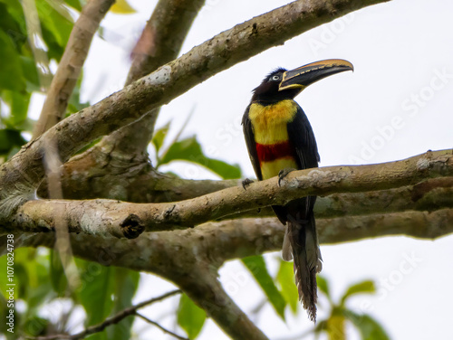A brown-eared aracari (Pteroglossus castanotis) in the Anamá region. photo