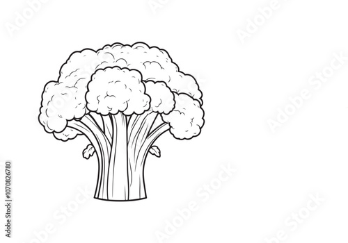 cauliflower illustration