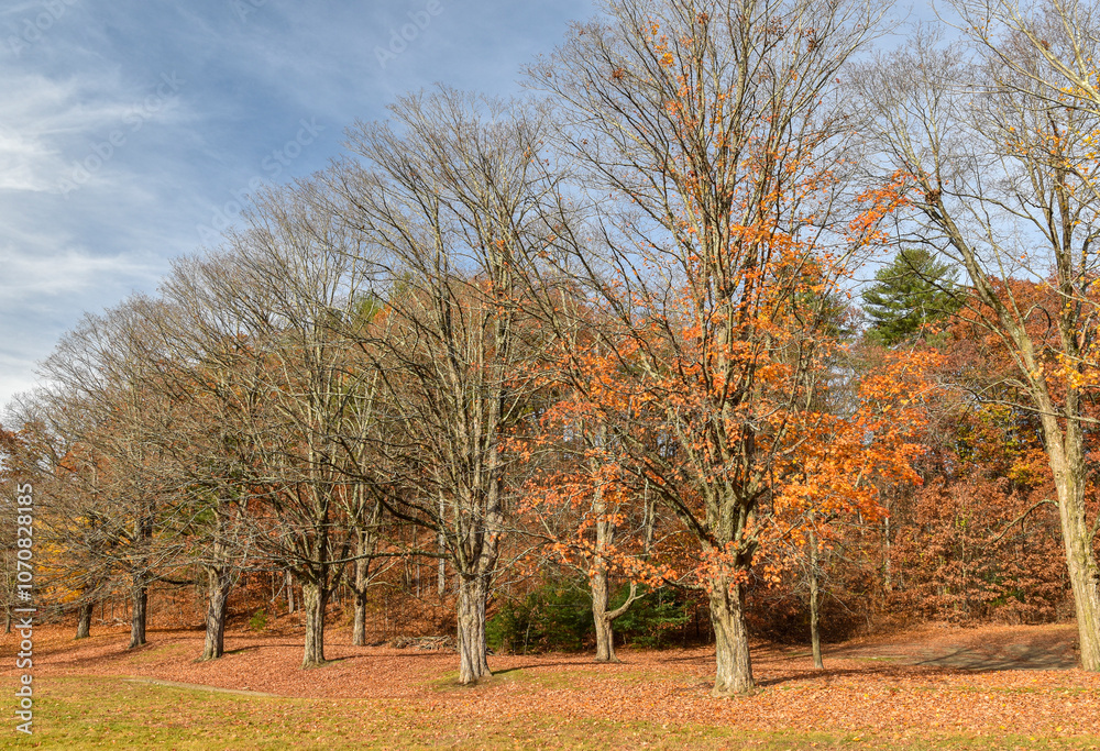 Naklejka premium autumn at the wauchusett reservoir