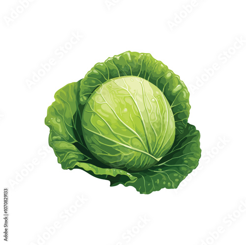 cabbage isolated on white background