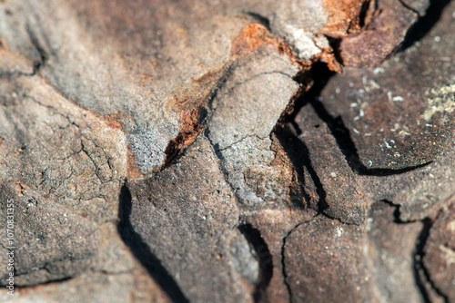 tree bark texture, macro, background.