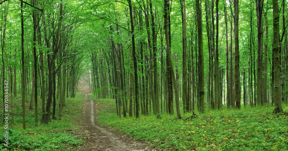 forest trees. path is in the green forest forest trees. path is in the green forest