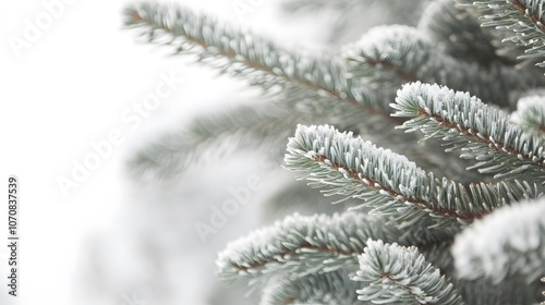 Close-up of Snow-Covered Pine Tree Branch