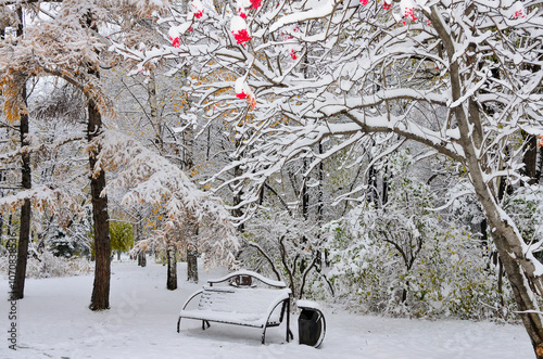 First snowfall in city park - late autumn or early winter landscape. Golden fluffy needles of larch, rowan tree with red berries, bushes and bench on alley with white snow covered - fairy tale 