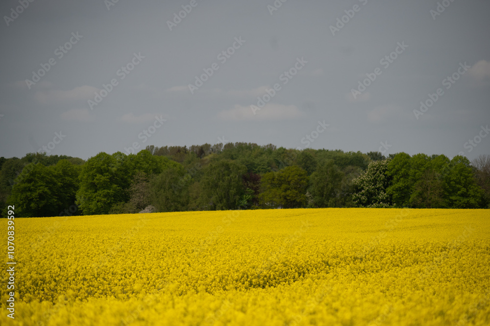 Obraz premium Blühendes RFapsfeld mit Wald