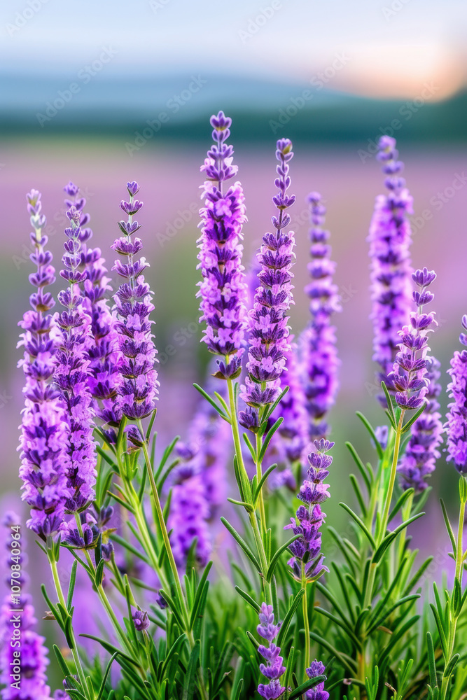 Obraz premium National Heather Day. A group of tall lavender stems in full bloom, captured against a natural outdoor backdrop, exuding freshness and the vibrant colors of a floral field.
