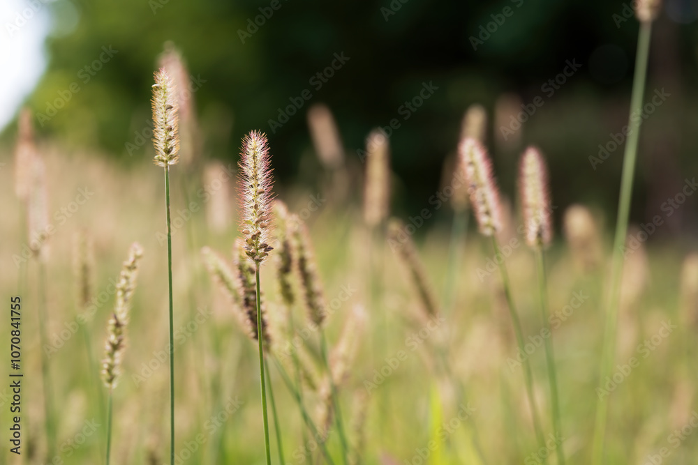 Field of Grass Stalks in Soft Sunlight
Field of Grass Stalks in Soft Sunlight