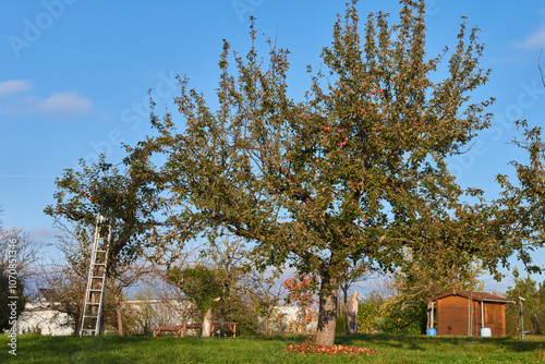 Autumn Landscape Featuring a Large Apple Tree with Red Apples: A Cozy Country Scene with a Ladder for Harvesting, Surrounded by Nature and a Charming Cottage.