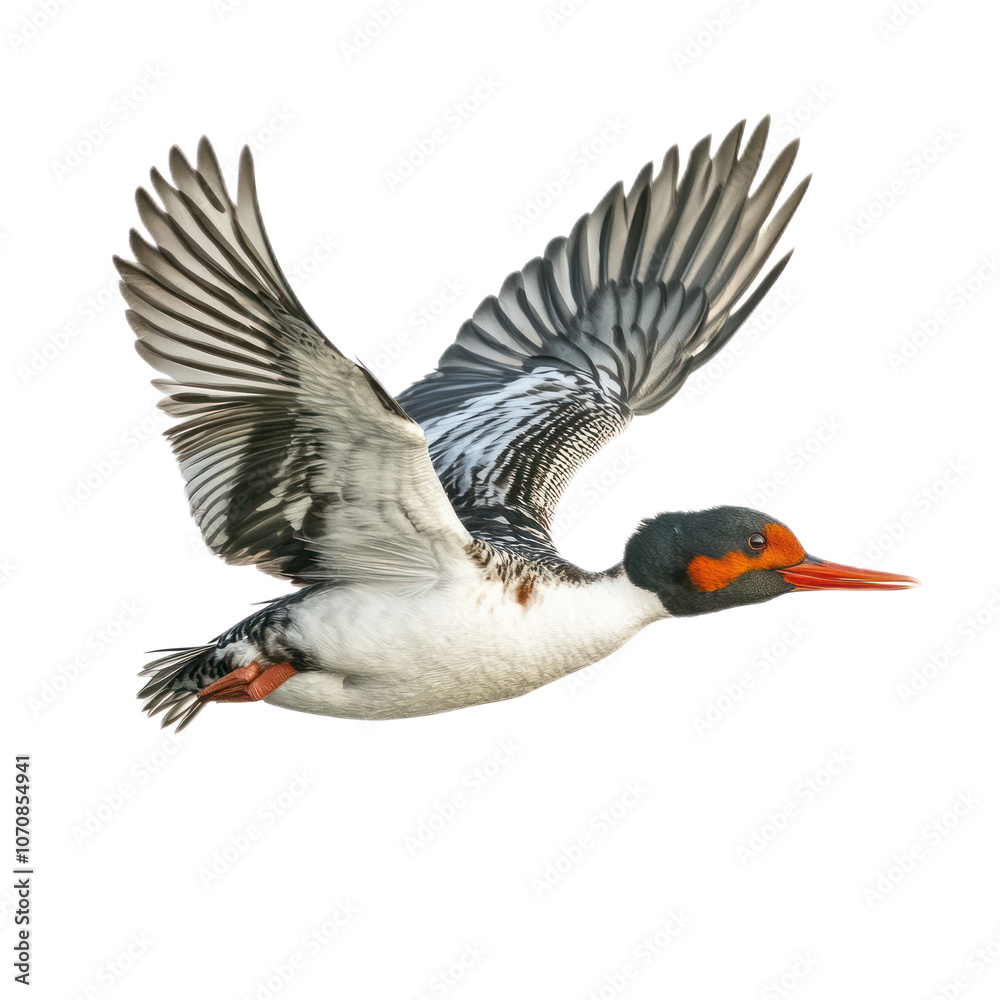 Obraz premium Duck in Flight Over a Body of Water