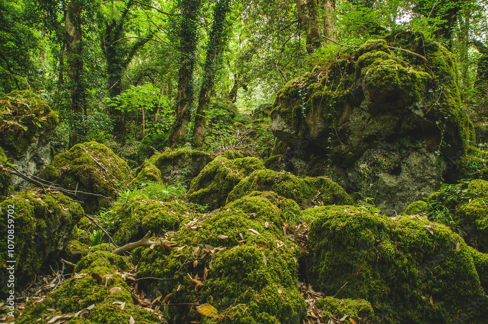Fototapeta premium green forest in the morning