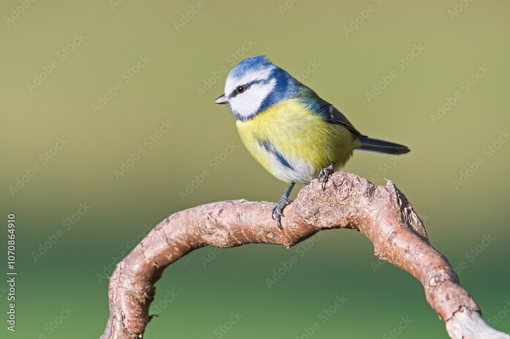 Common passerine bird Cyanistes caeruleus aka blue tit on dry tree. Isolated on clear blurred background. Close-up portrait. Common passerine bird Cyanistes caeruleus aka blue tit on dry tree. Isolated on clear blurred background. Close-up portrait.